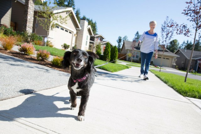 Women-walking-small-dog-along-Tehaleh-streetscape.png