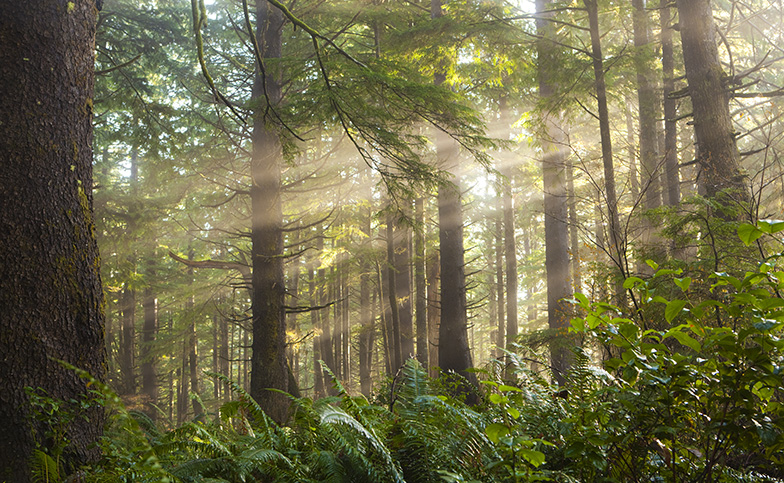 10 Fun Facts About Mount Rainier