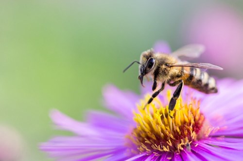 Honey bee exploring a garden