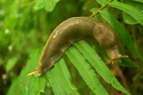 Banana Slug on a dewy leaf